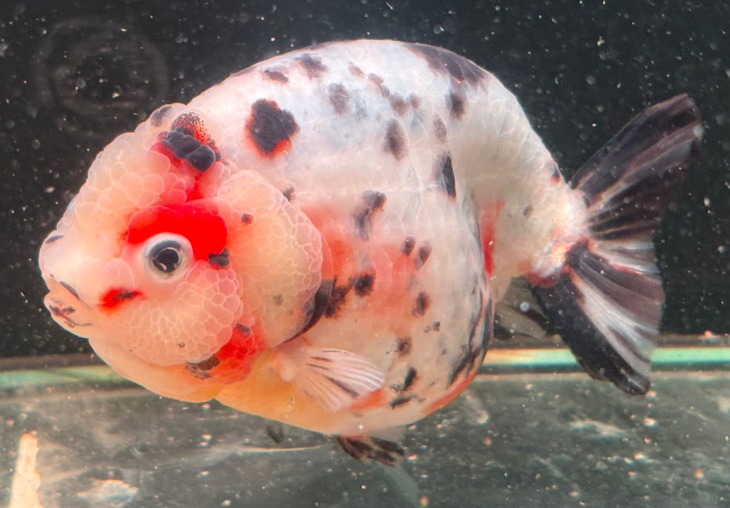 Ranchu - JB Calico Lemon Head