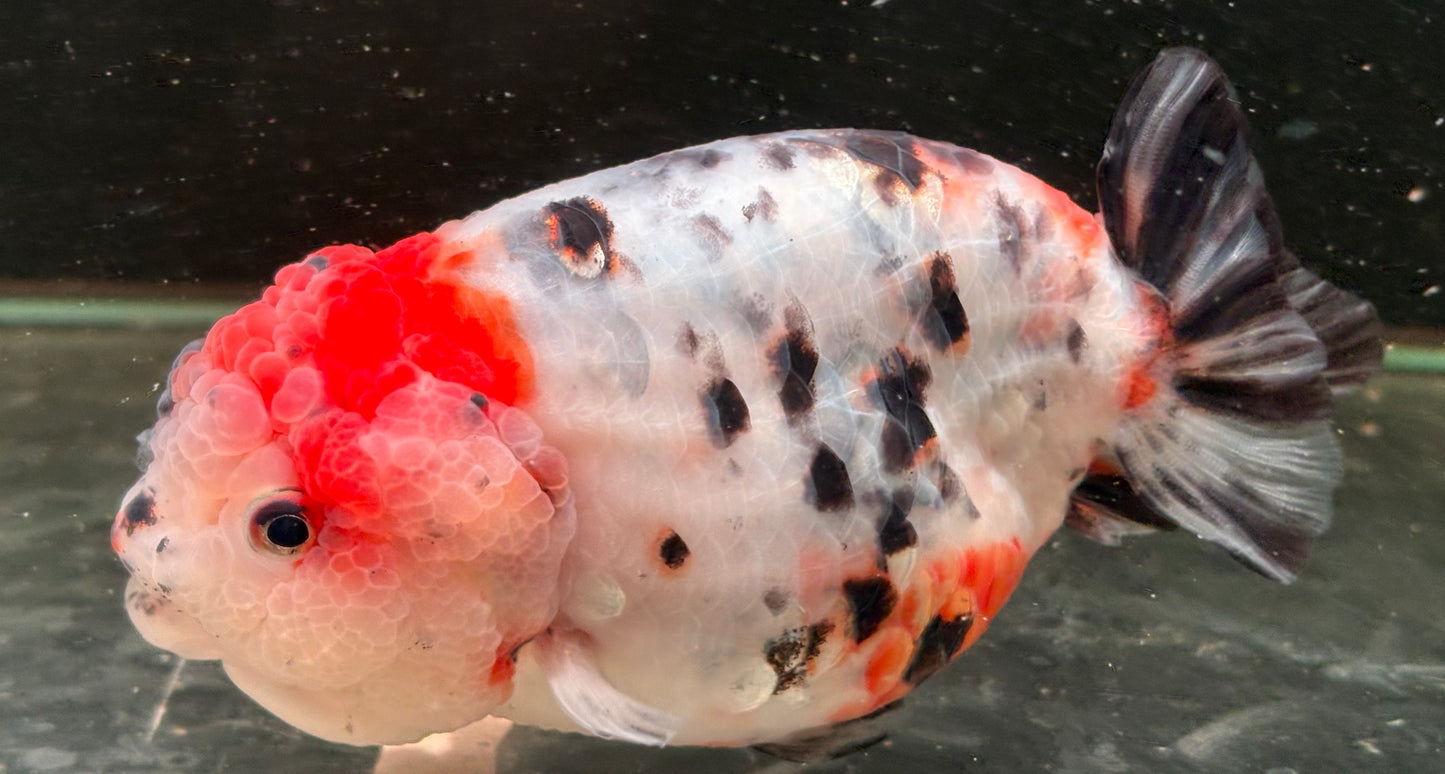 Ranchu - JB Calico Red Head