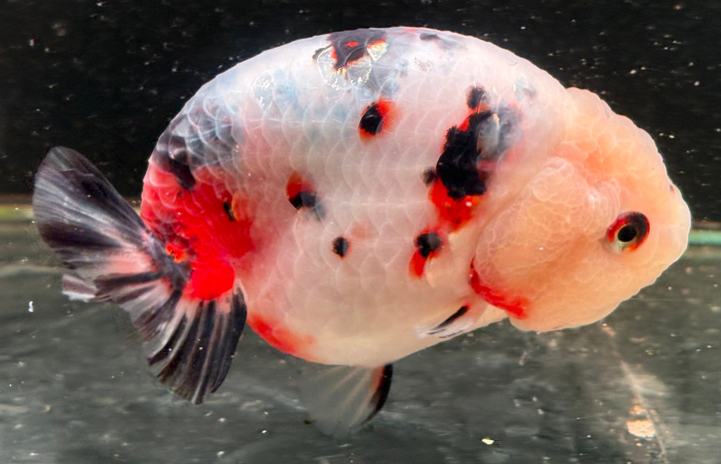 Ranchu - JB Calico Aurora