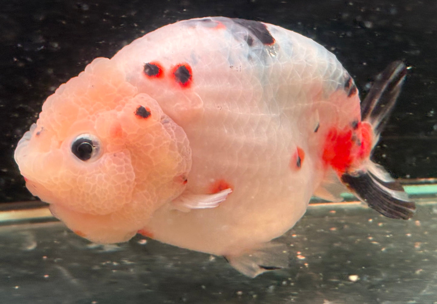 Ranchu - JB Calico Aurora