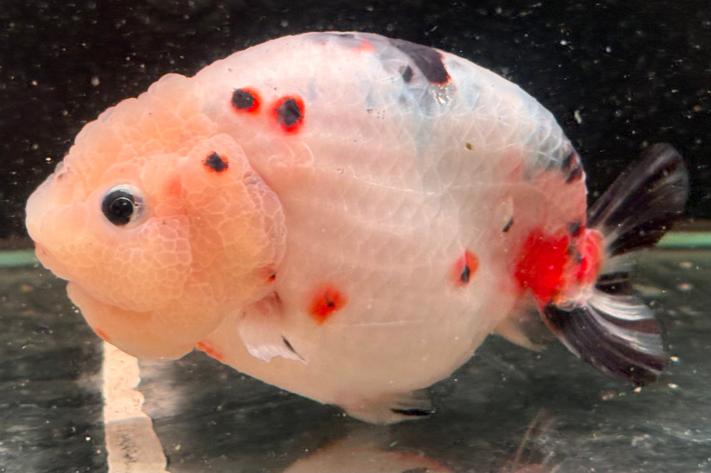 Ranchu - JB Calico Aurora