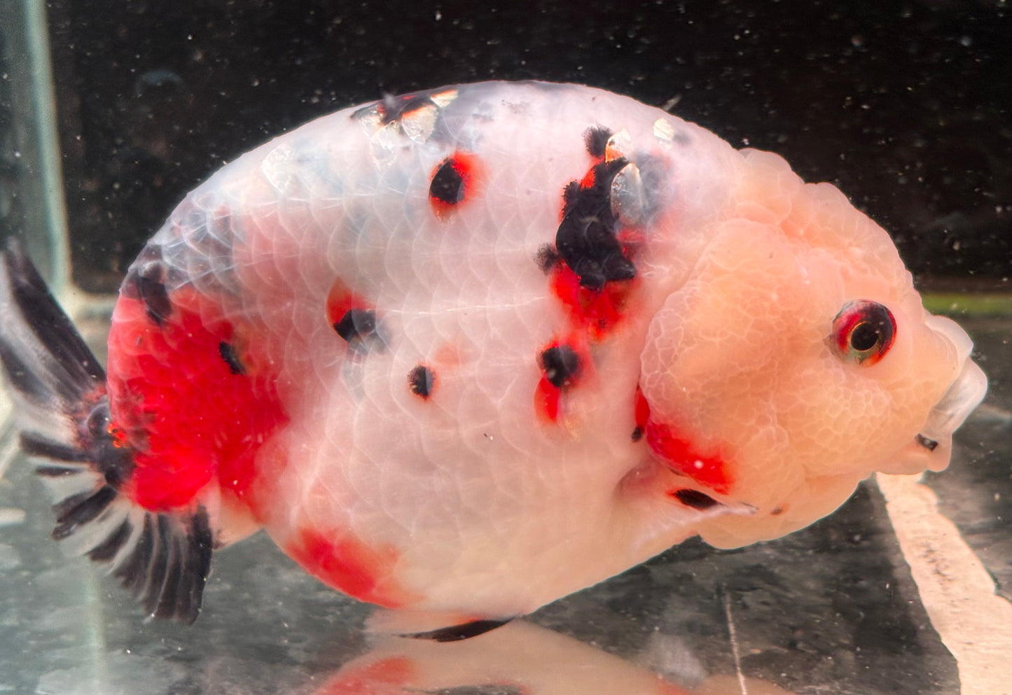 Ranchu - JB Calico Aurora