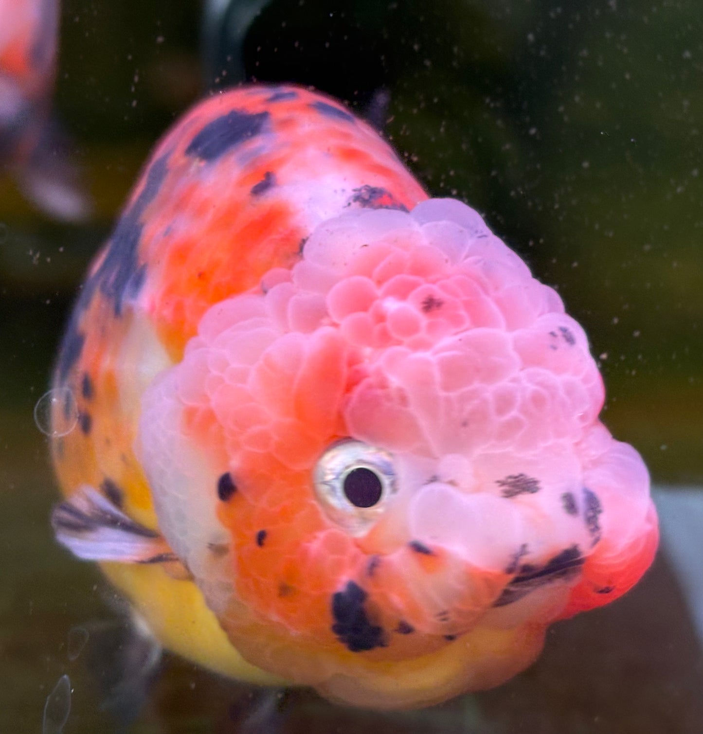 Ranchu - JB Calico Bubble Head