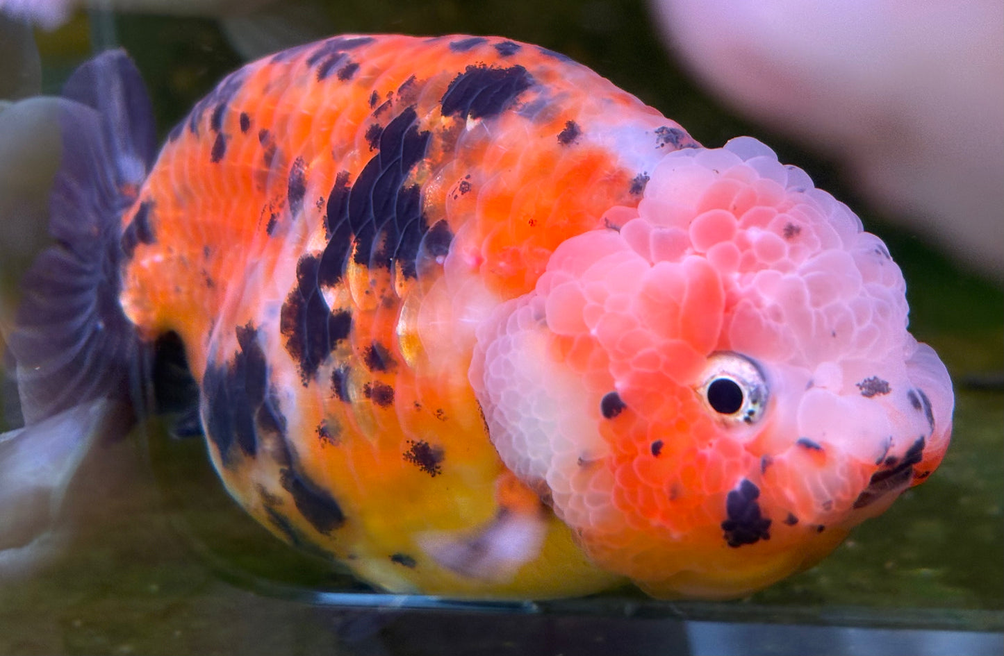 Ranchu - JB Calico Bubble Head