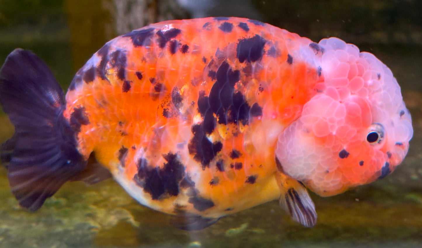 Ranchu - JB Calico Bubble Head