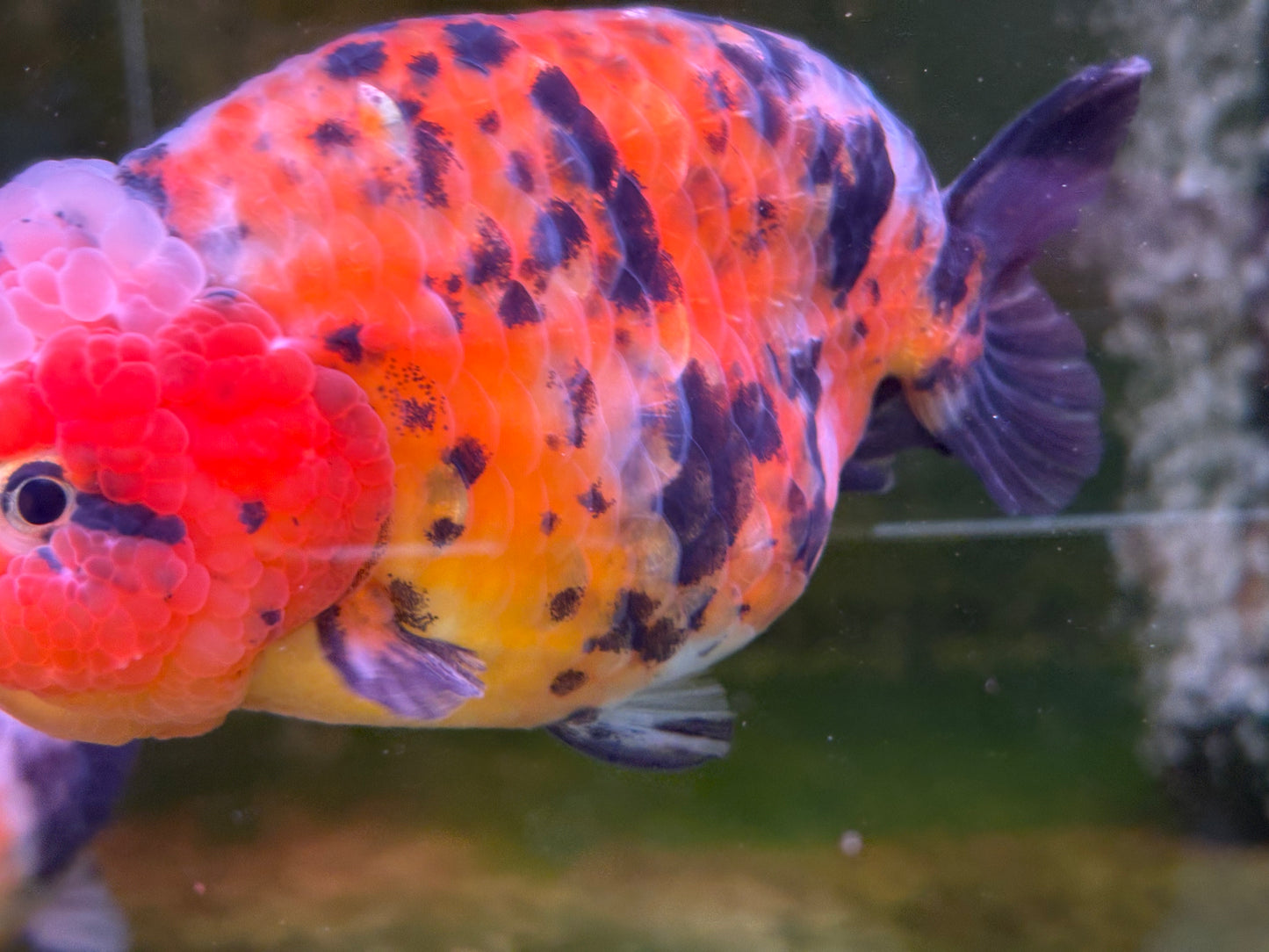 Ranchu - JB Calico Bubble Head