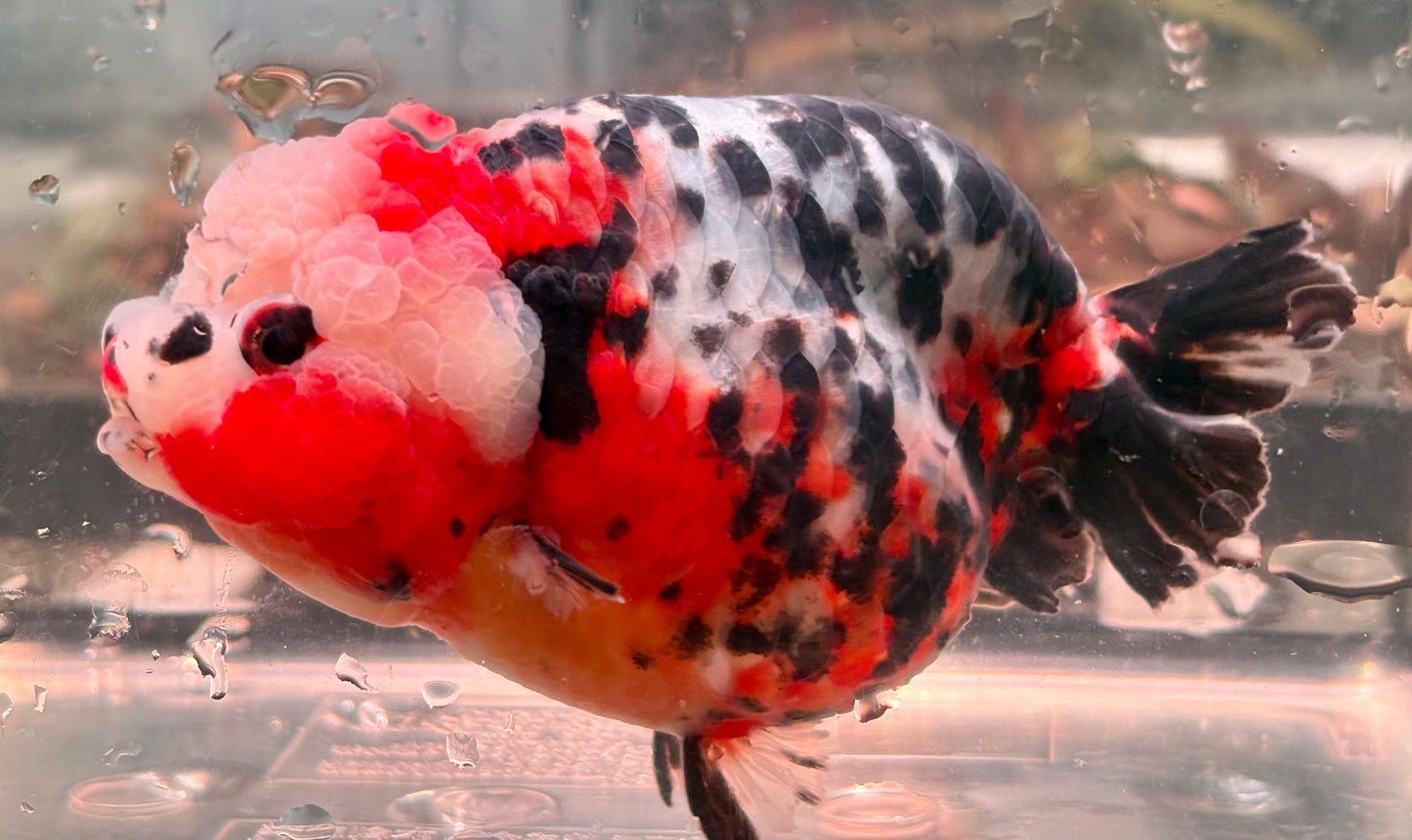 Ranchu - JB Calico Bubble Head Double Cheek