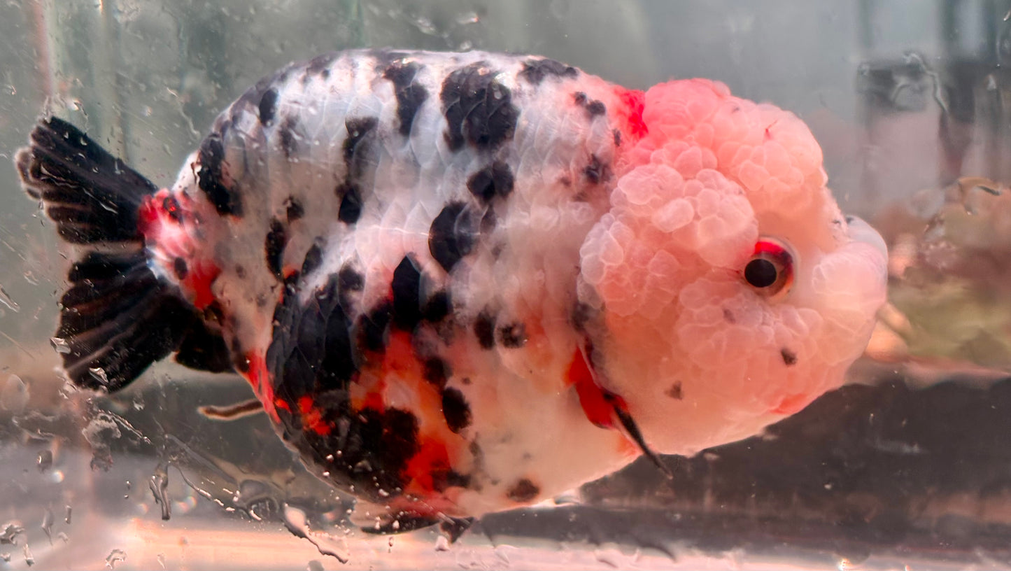 Ranchu - JB Calico Bubble Head Double Cheek