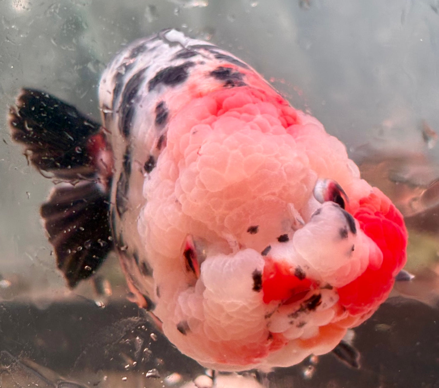 Ranchu - JB Calico Bubble Head Double Cheek