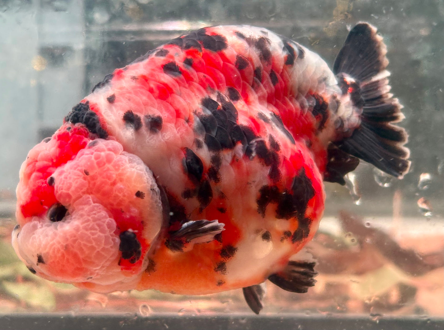 Ranchu - JB Calico Bubble Head Double Cheek Black Tail