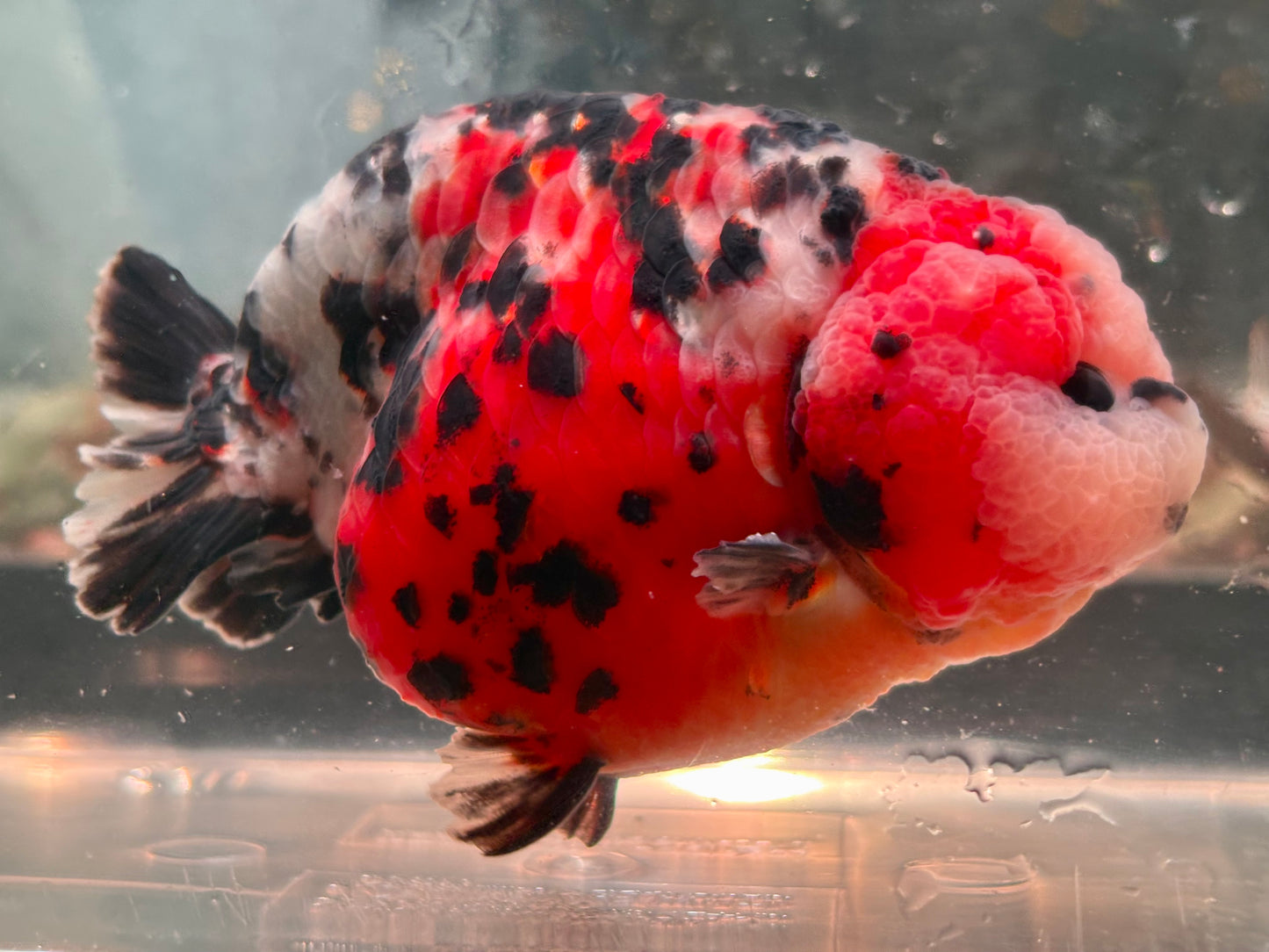 Ranchu - JB Calico Bubble Head Double Cheek Black Tail