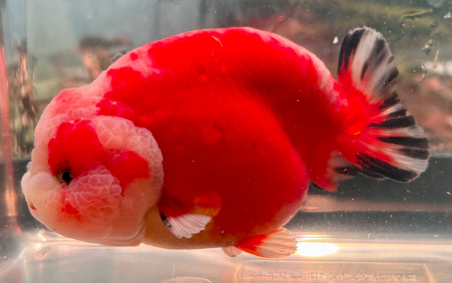 Ranchu - JB Shakura Bubble Head Double Cheek Red