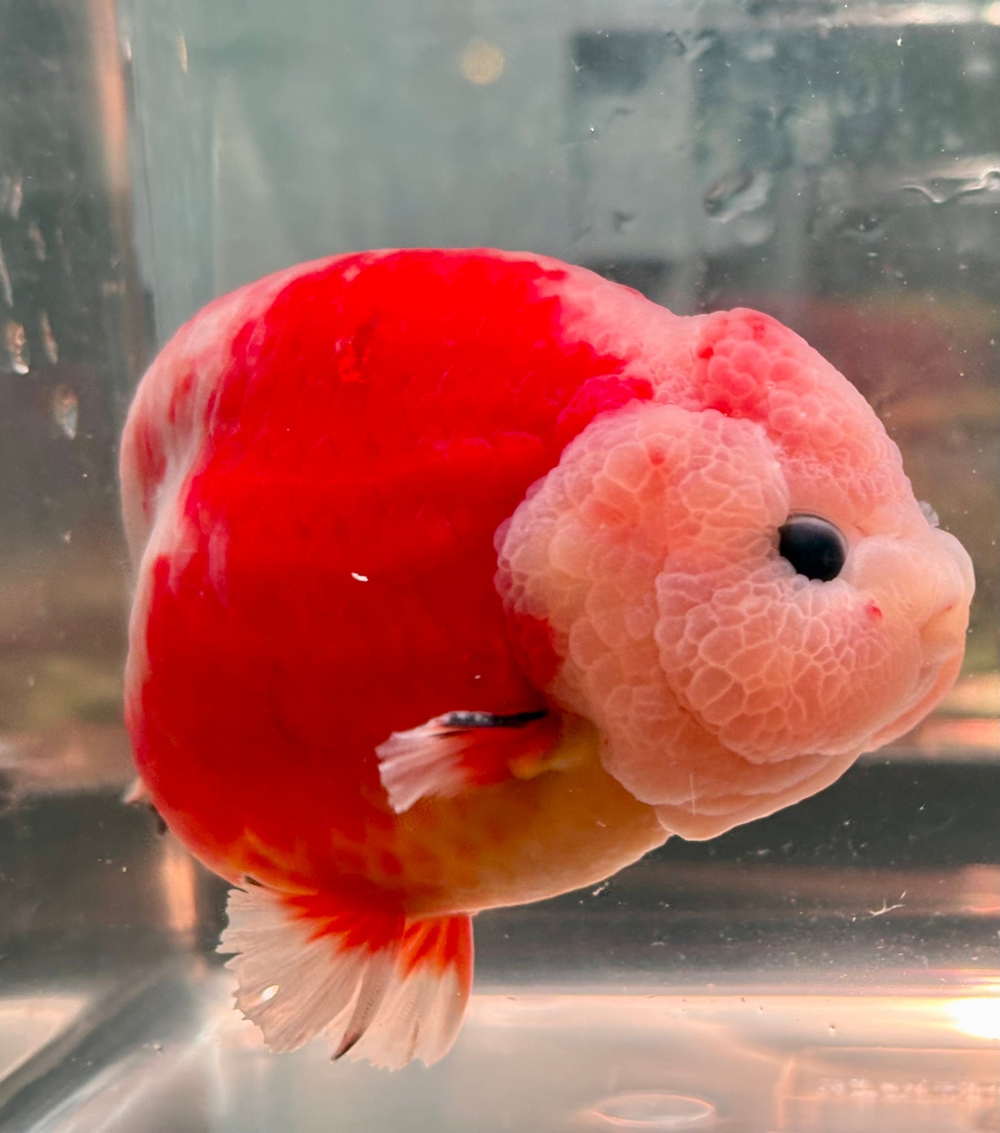 Ranchu - JB Shakura Bubble Head Double Cheek Red