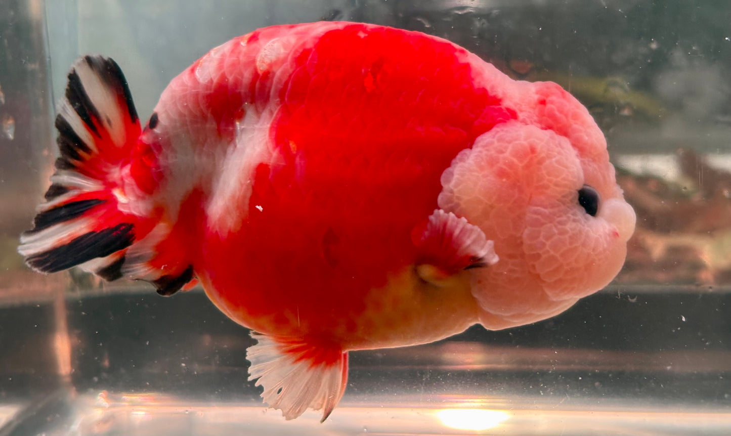 Ranchu - JB Shakura Bubble Head Double Cheek Red