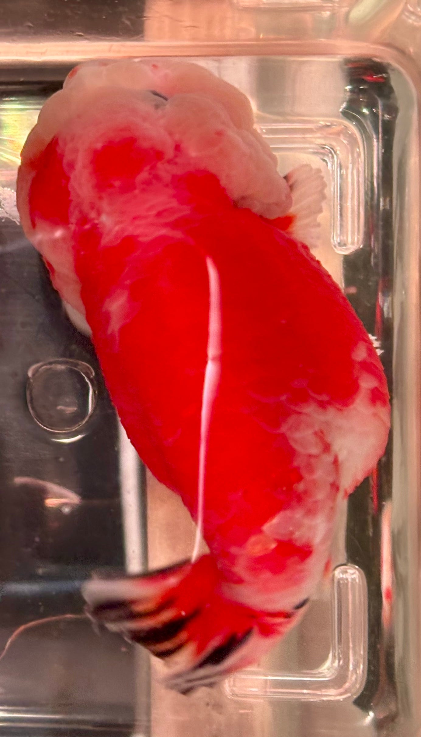 Ranchu - JB Shakura Bubble Head Double Cheek Red
