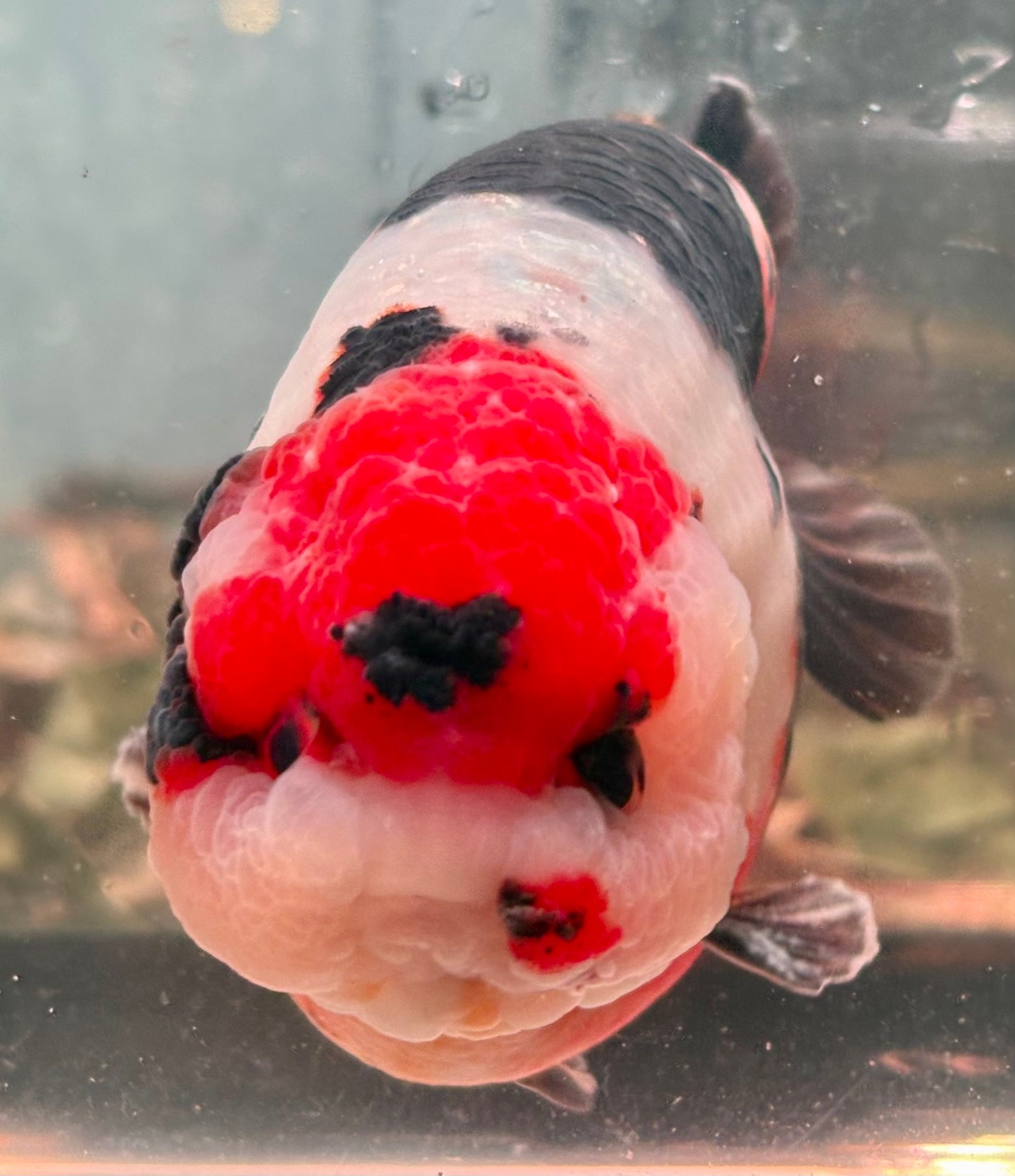 Ranchu - JB Calico Black White Red