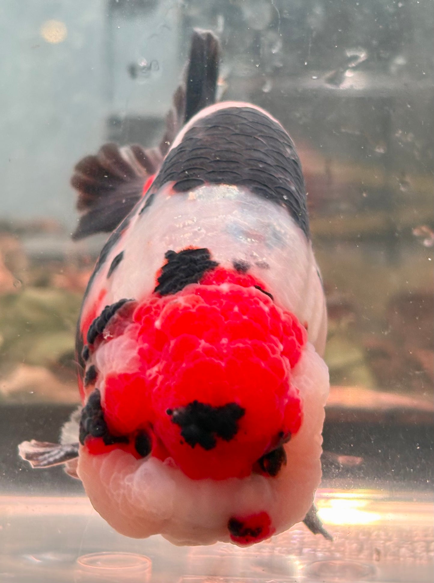 Ranchu - JB Calico Black White Red