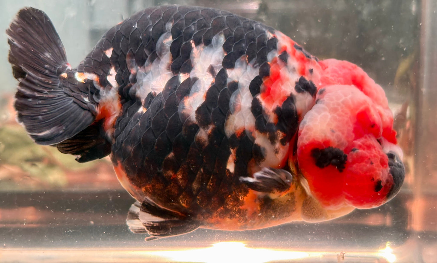 Ranchu - JB Calico Black and Why