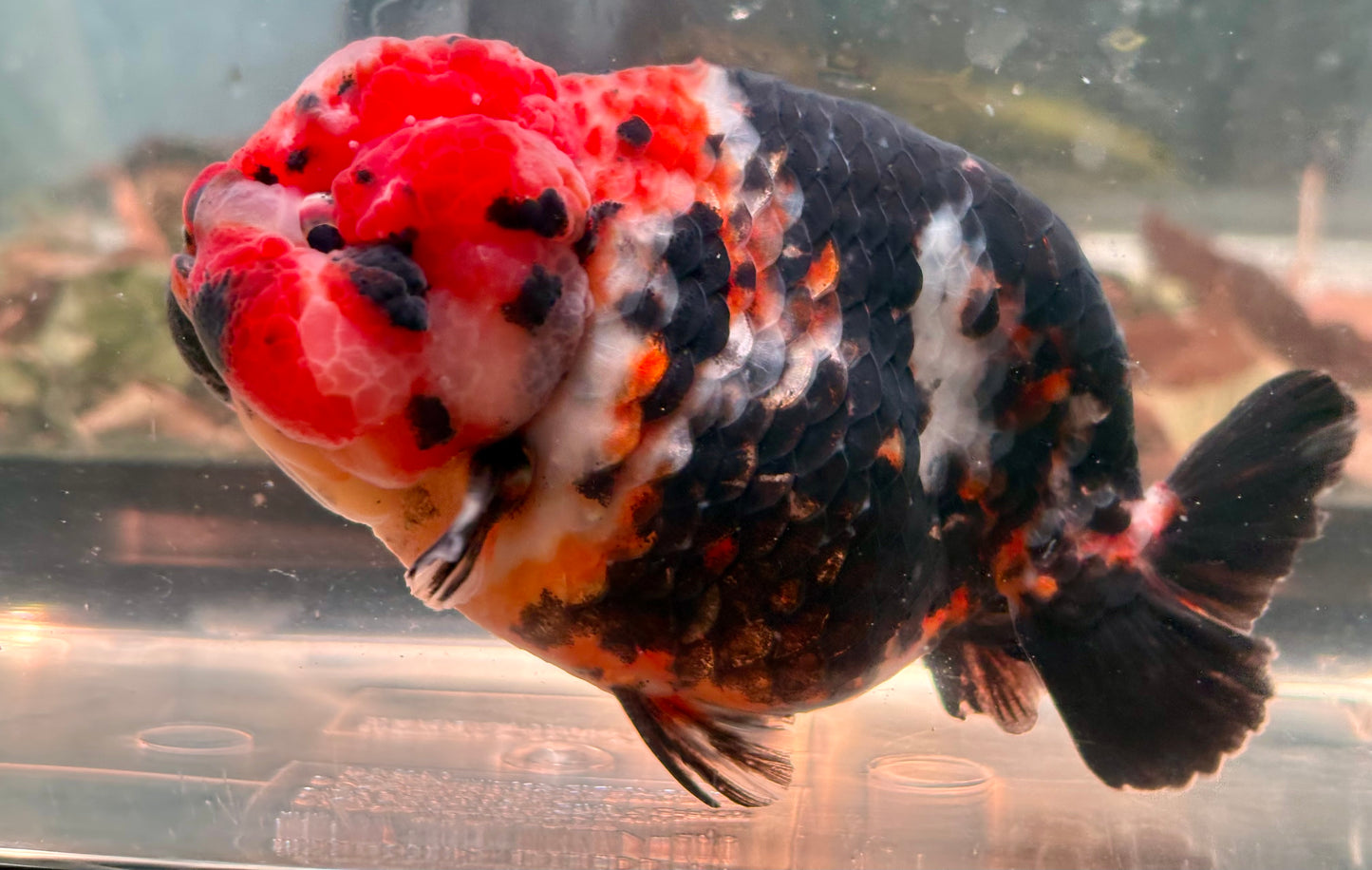 Ranchu - JB Calico Black and Why