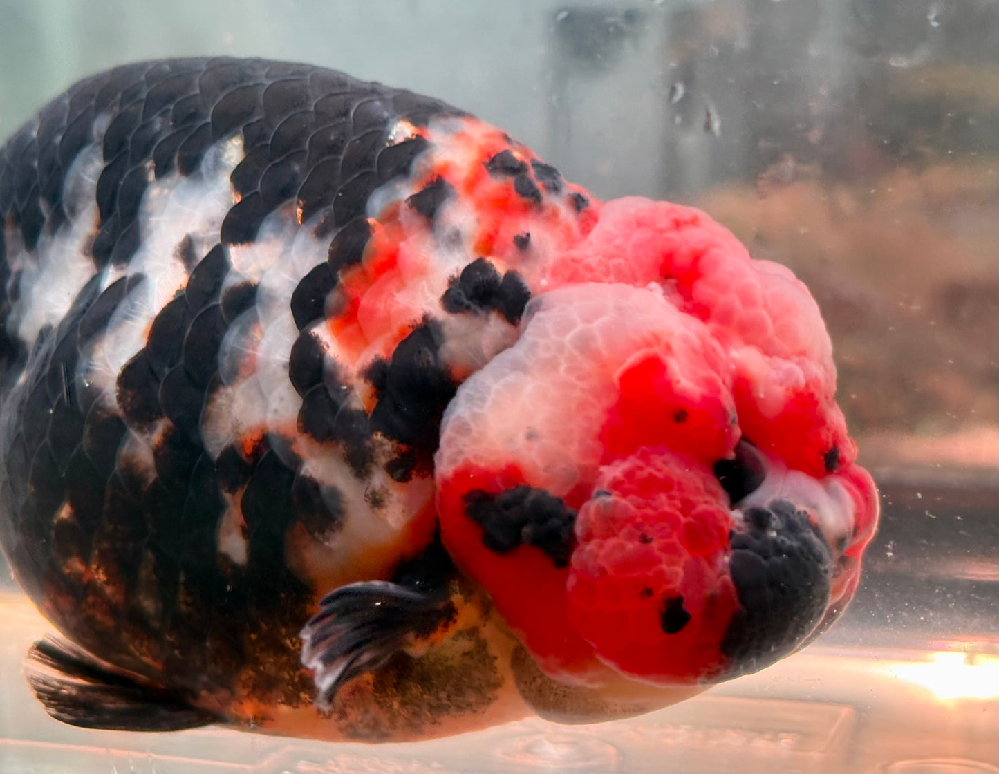 Ranchu - JB Calico Black and Why