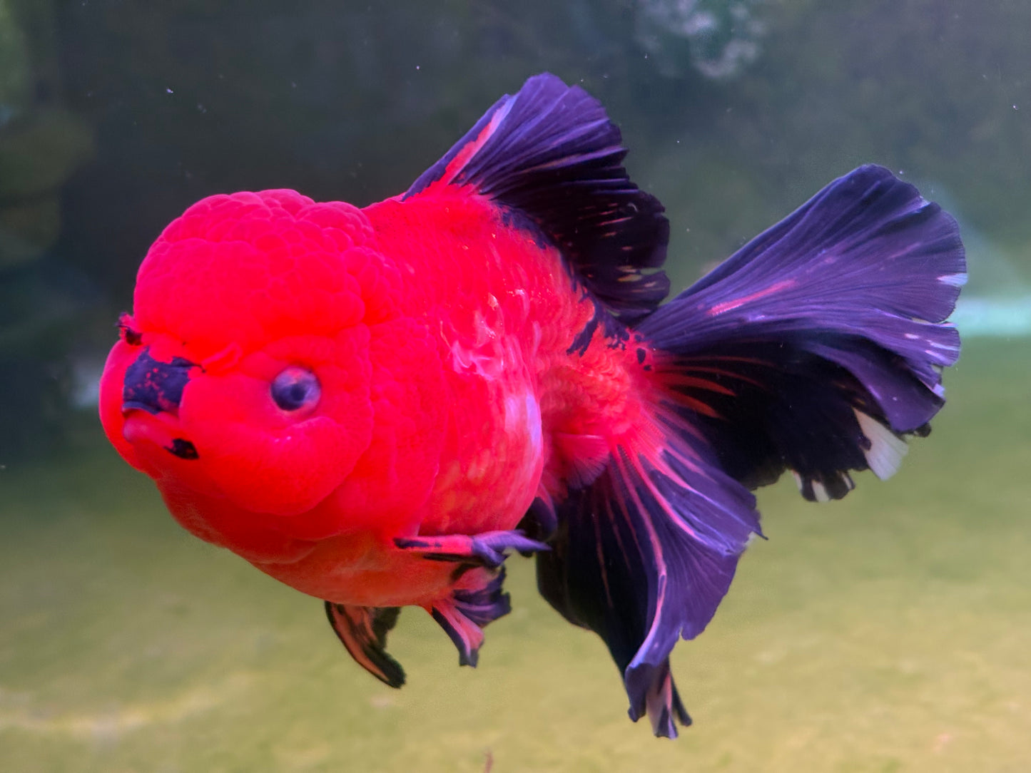 Oranda CN 1T501