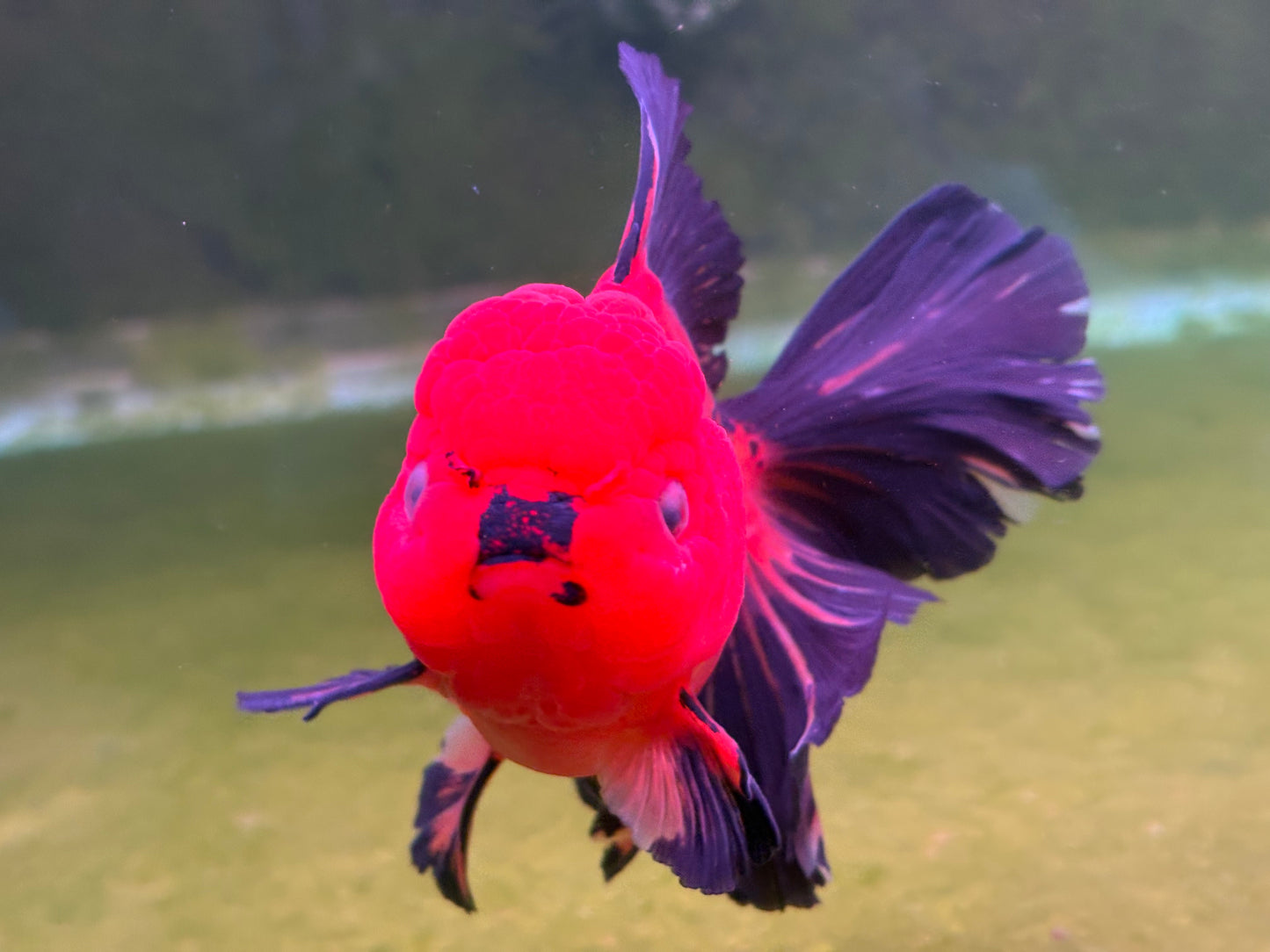 Oranda CN 1T501
