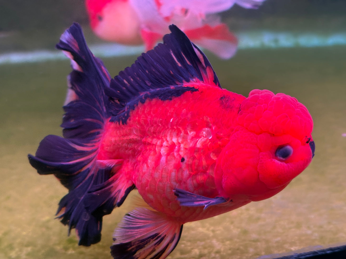 Oranda CN 1T501