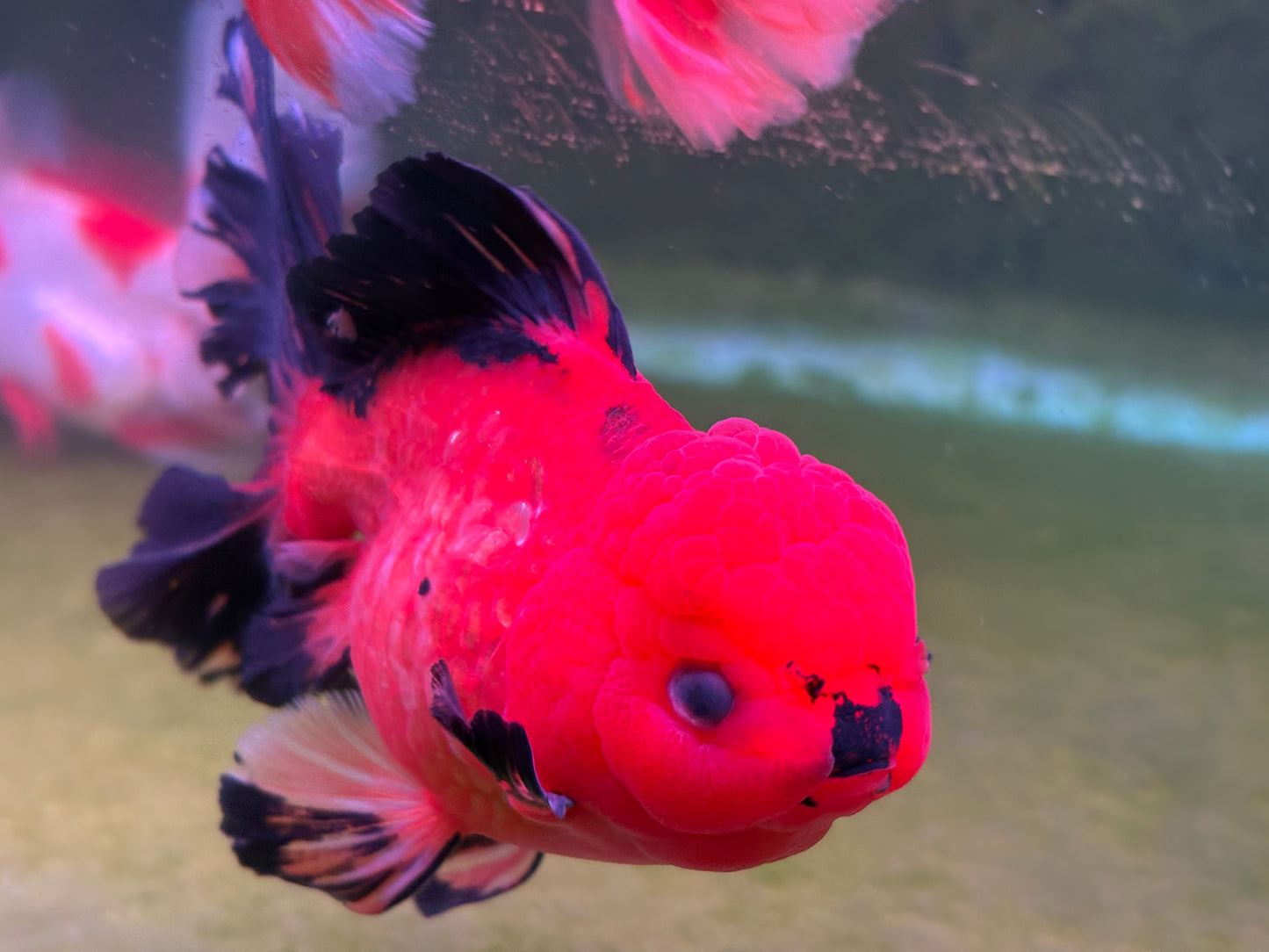 Oranda CN 1T501