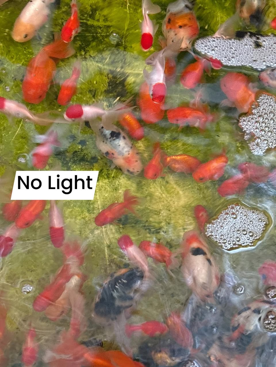 Color Enhancing Submersible Light for Goldfish