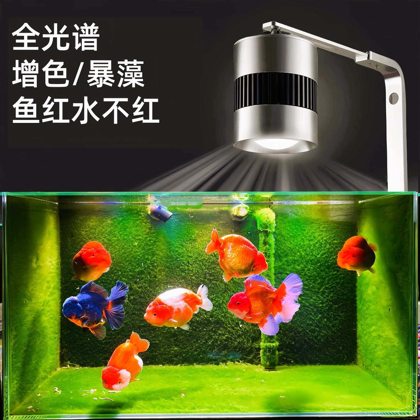 Color Enhancing LED Light + Stand