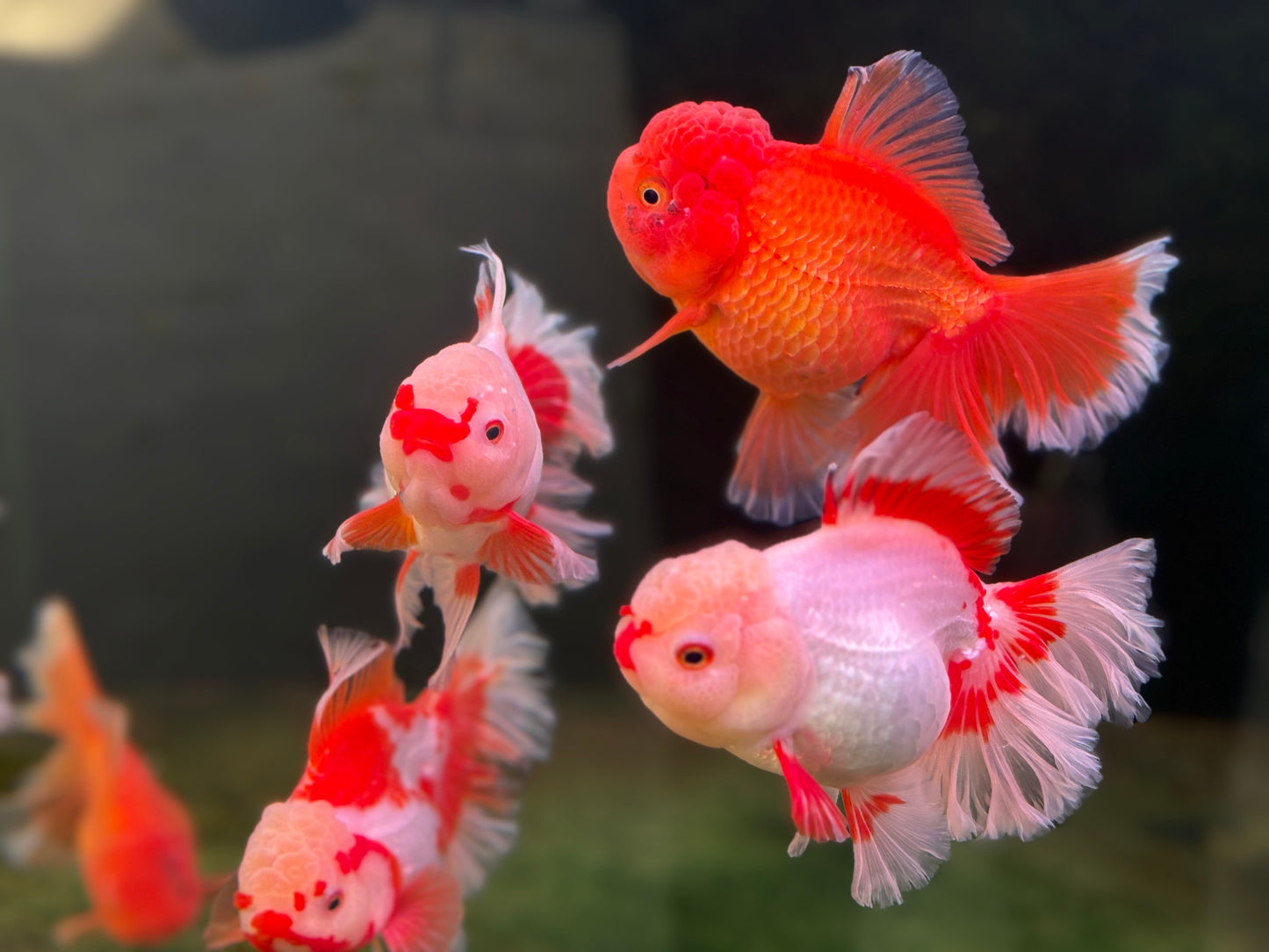 Oranda CN - JB (Mix Color)