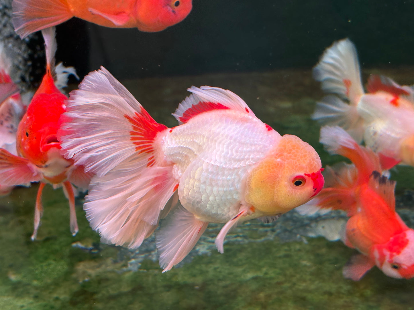 Oranda CN - JB (Mix Color)