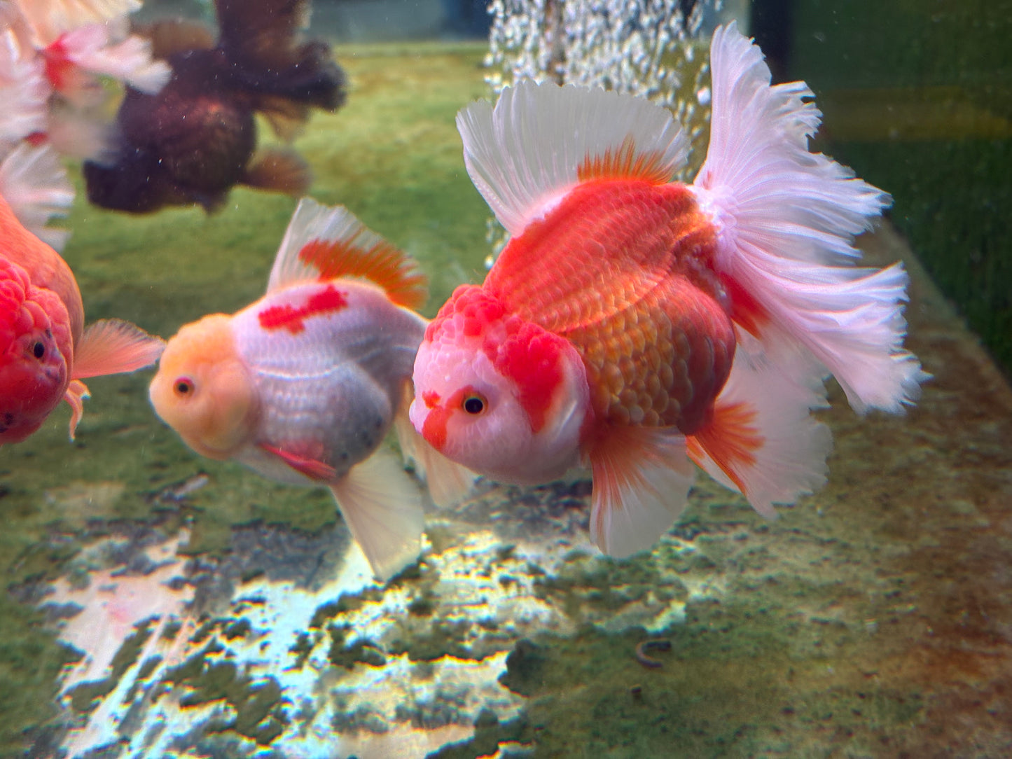 Oranda CN - JB (Mix Color)