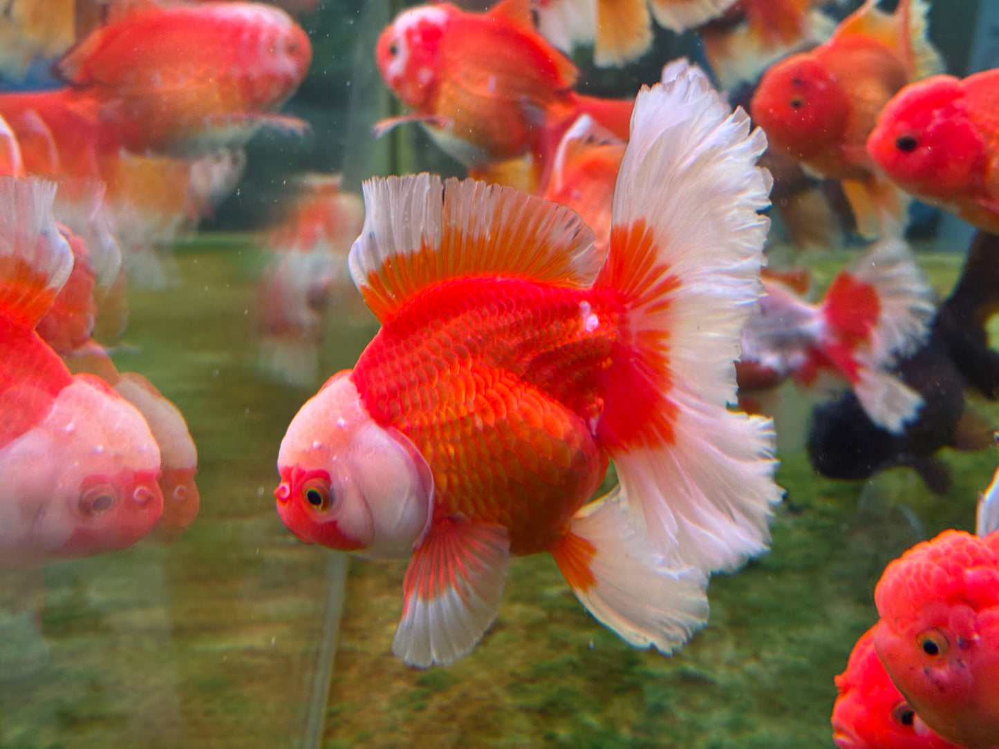 Oranda CN - JB (Mix Color)