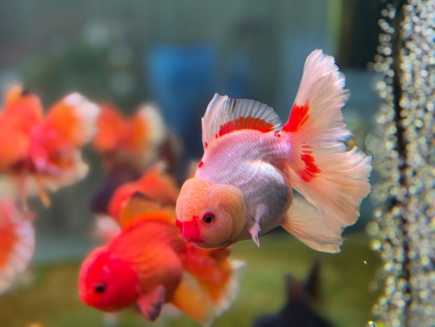 Oranda CN - JB (Mix Color)