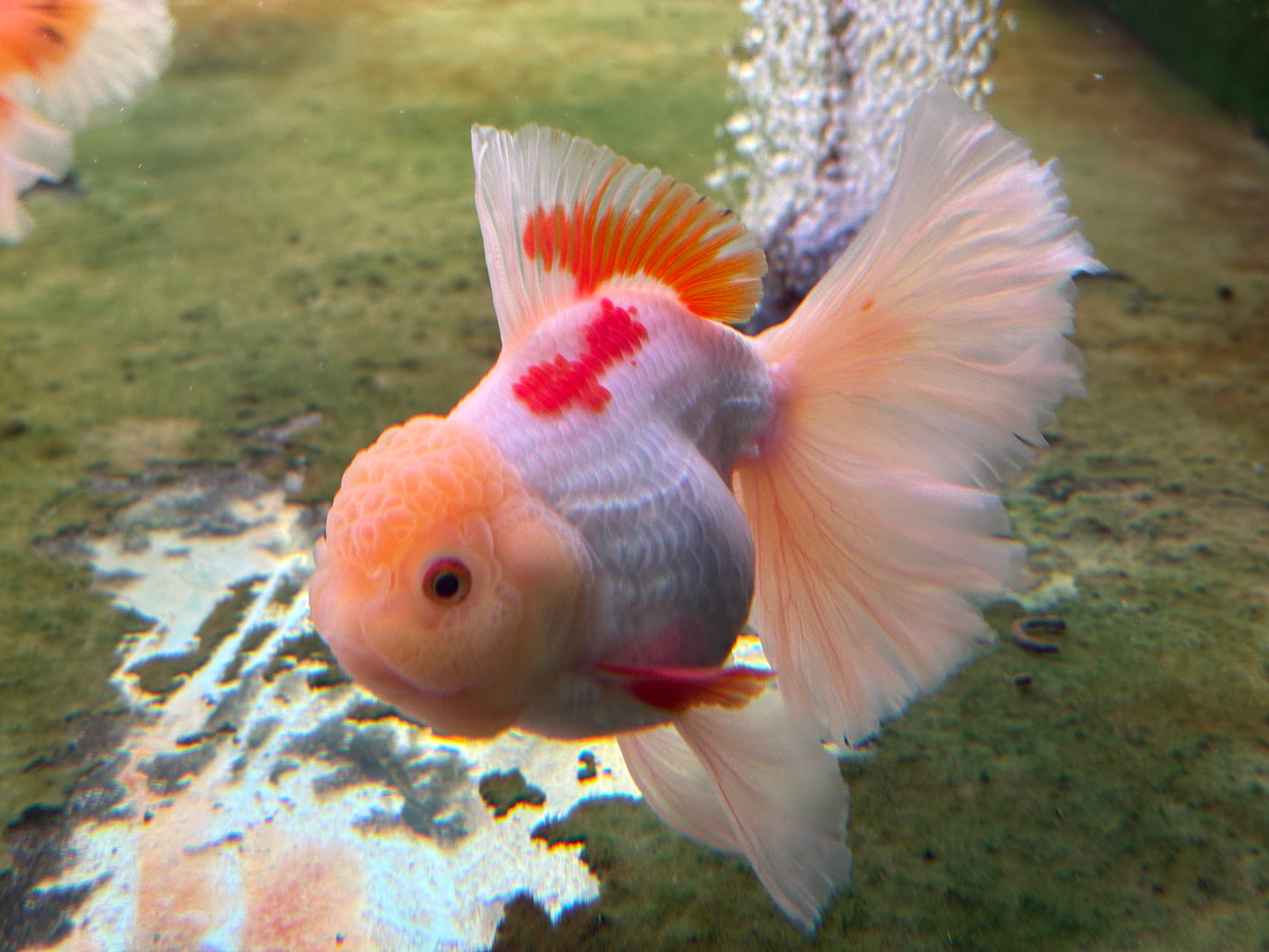 Oranda CN - JB (Mix Color)