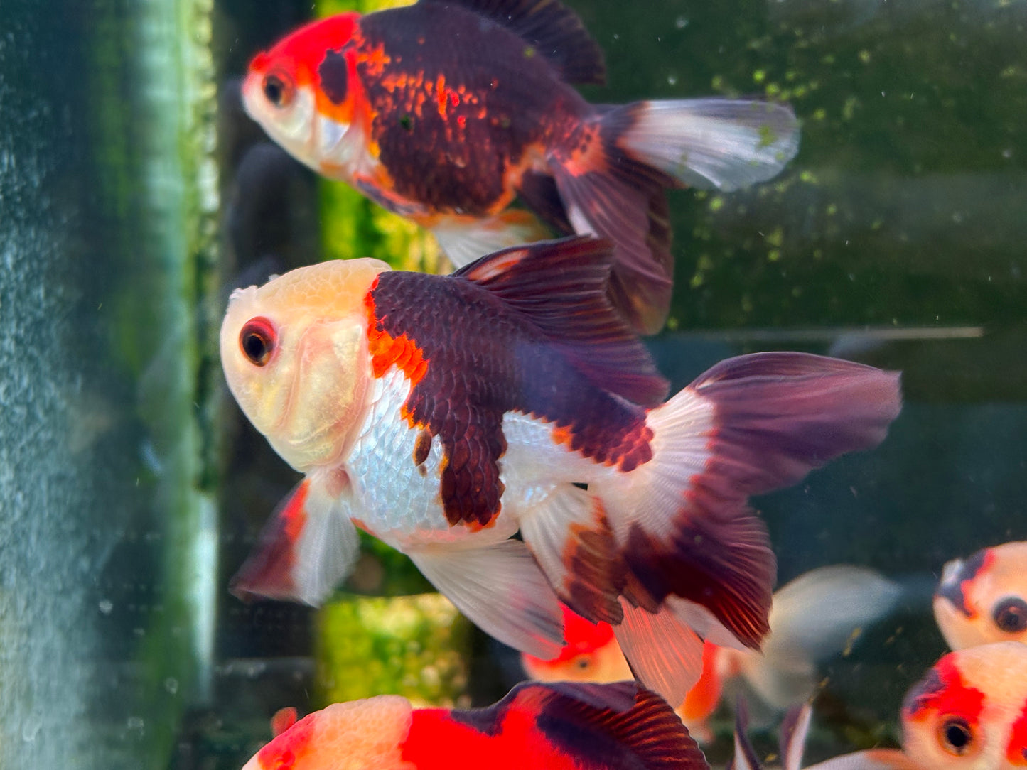 Oranda TH - MP (Mix Color)