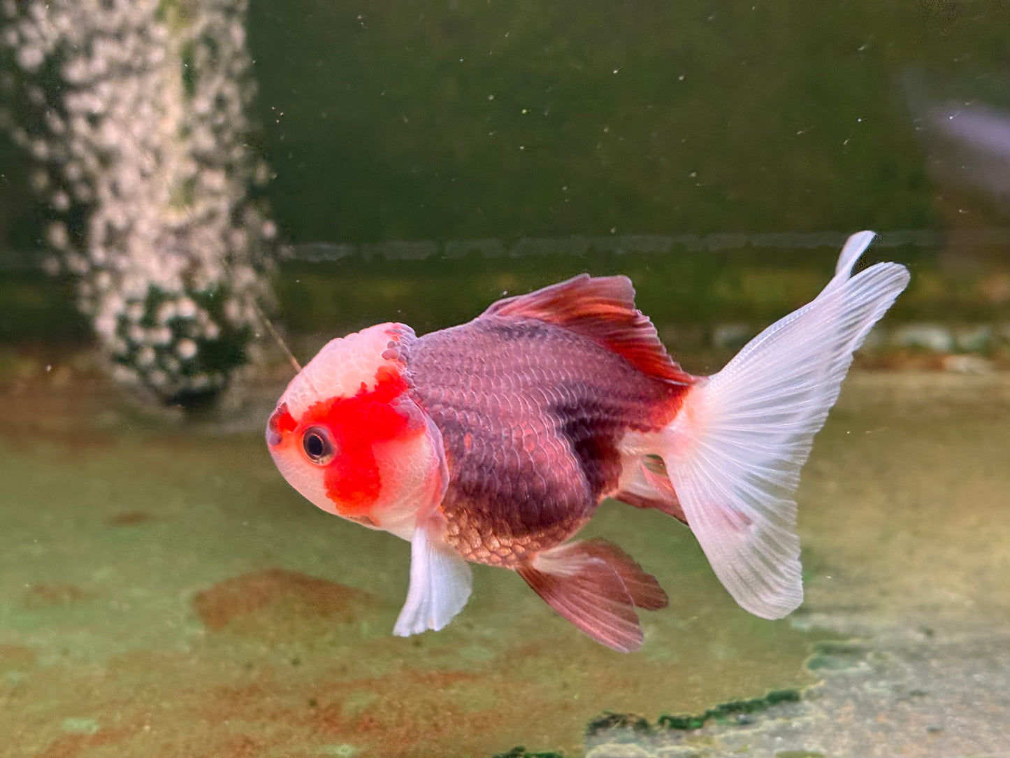 Oranda TH - MD (Mix Color)