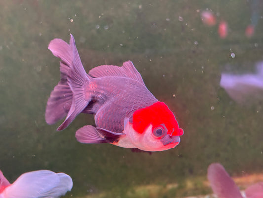 Oranda TH - MD (Mix Color)