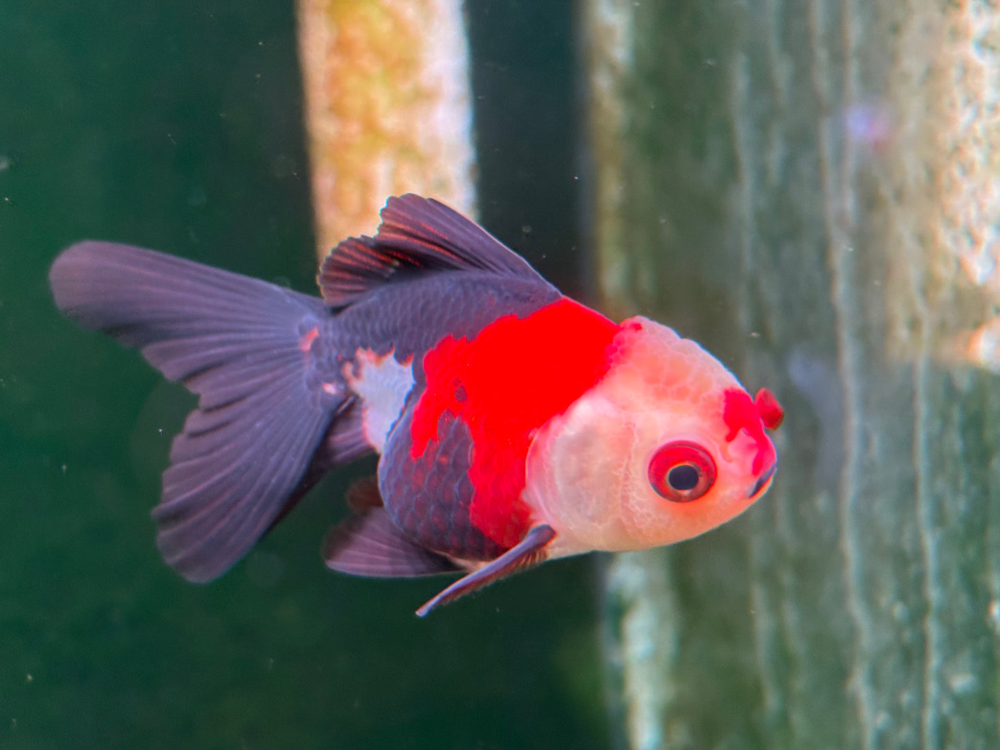 Oranda TH - MD (Mix Color)