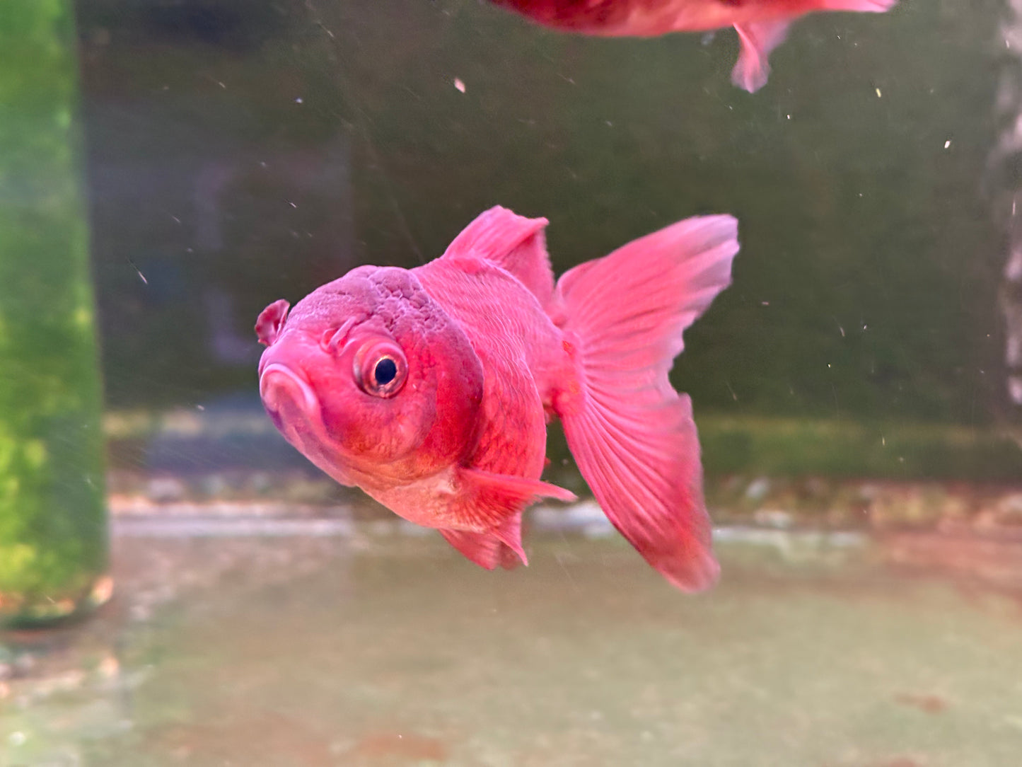 Oranda TH - MD (Mix Color)