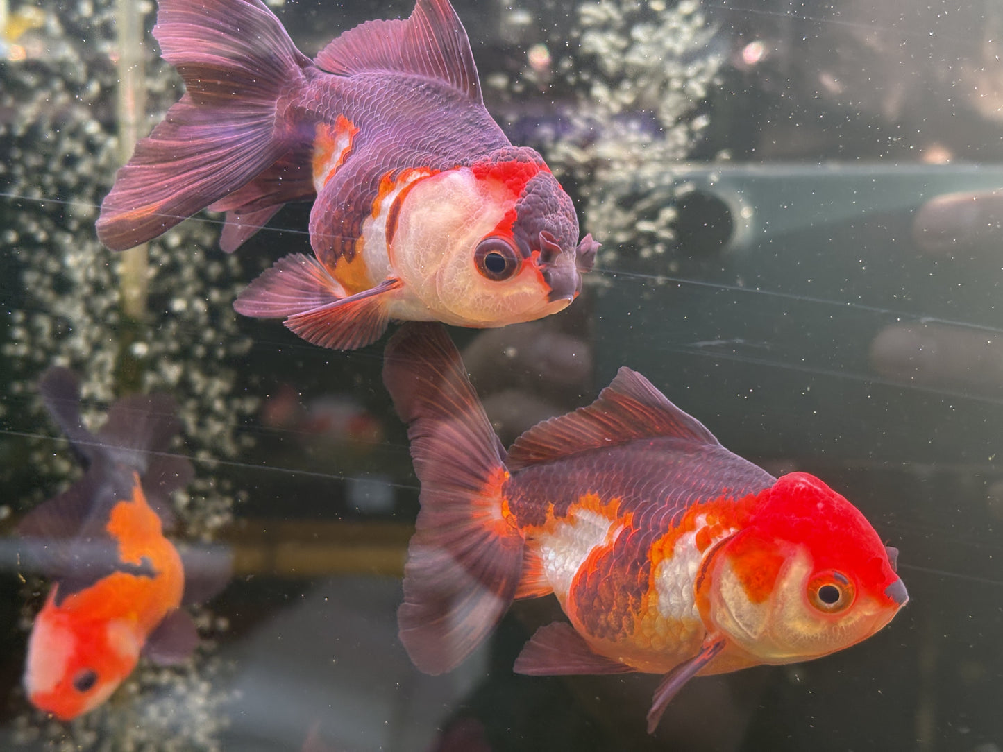 Oranda TH - LG (Mix Color)