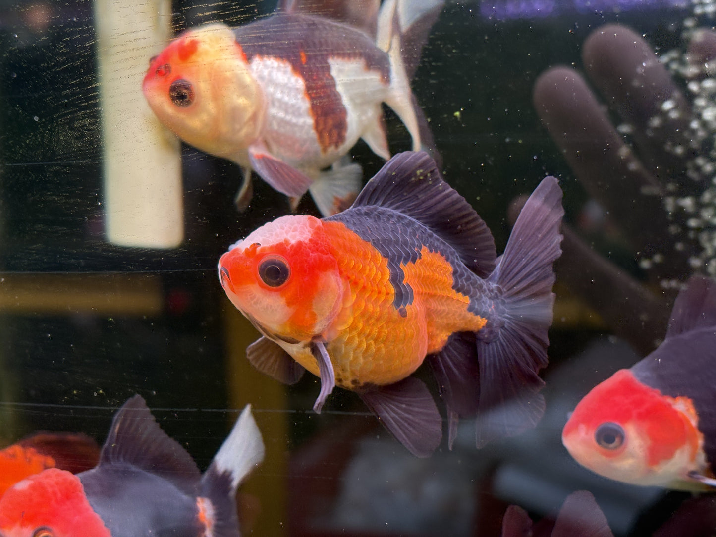 Oranda TH - LG (Mix Color)