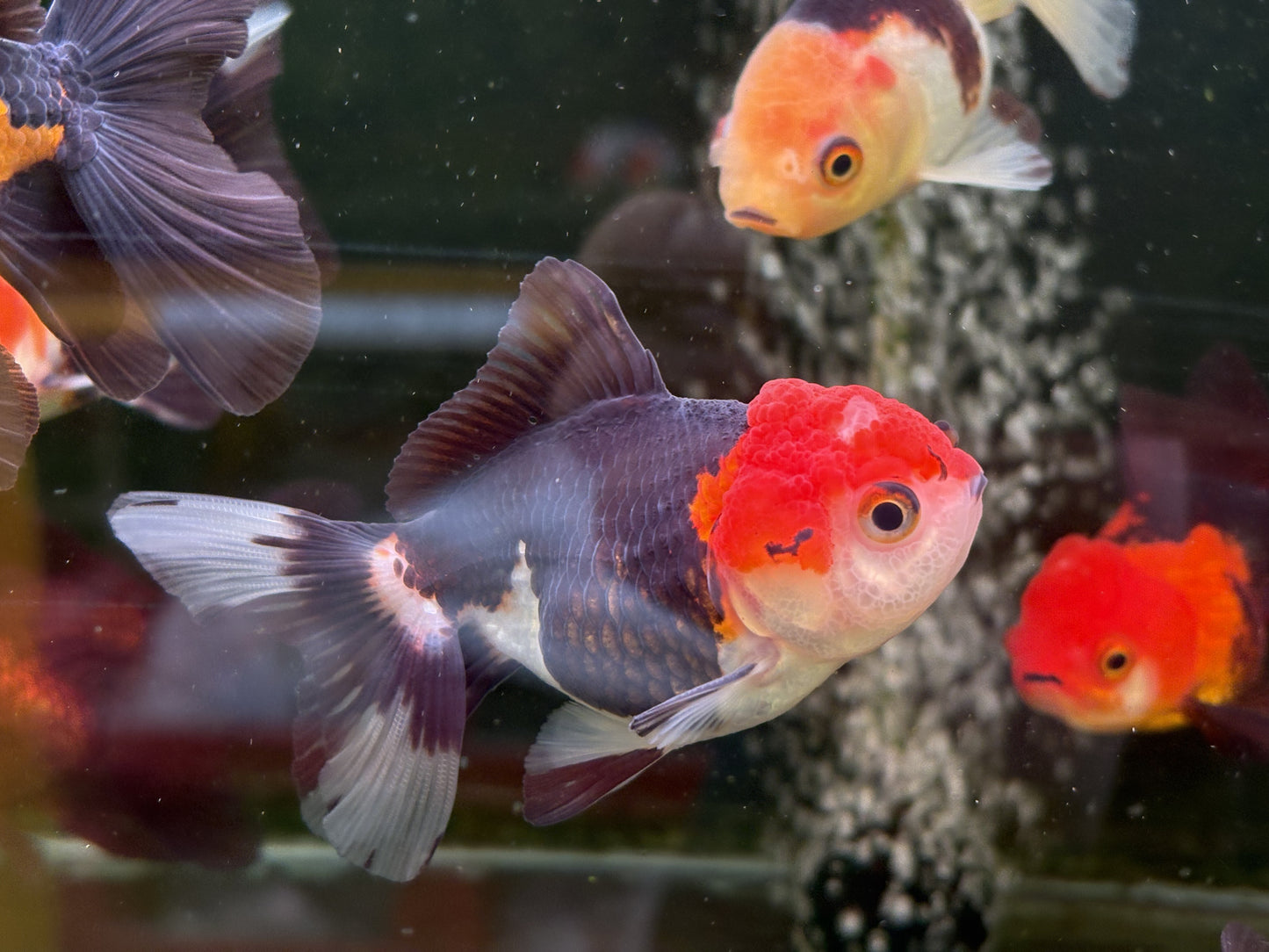 Oranda TH - LG (Mix Color)