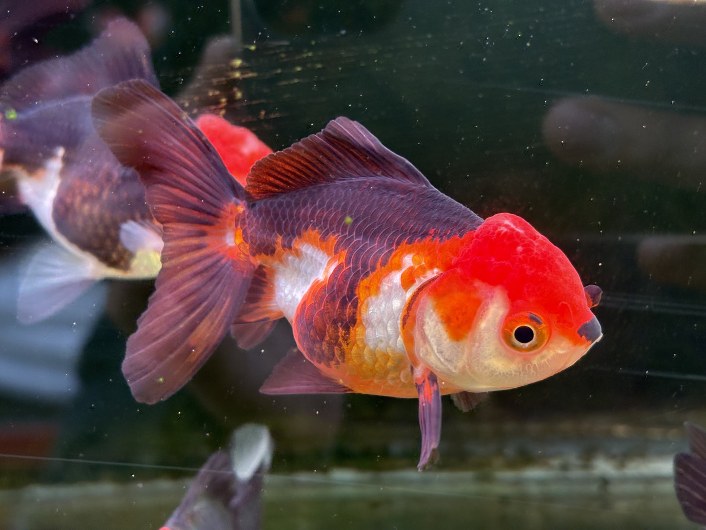 Oranda TH - LG (Mix Color)