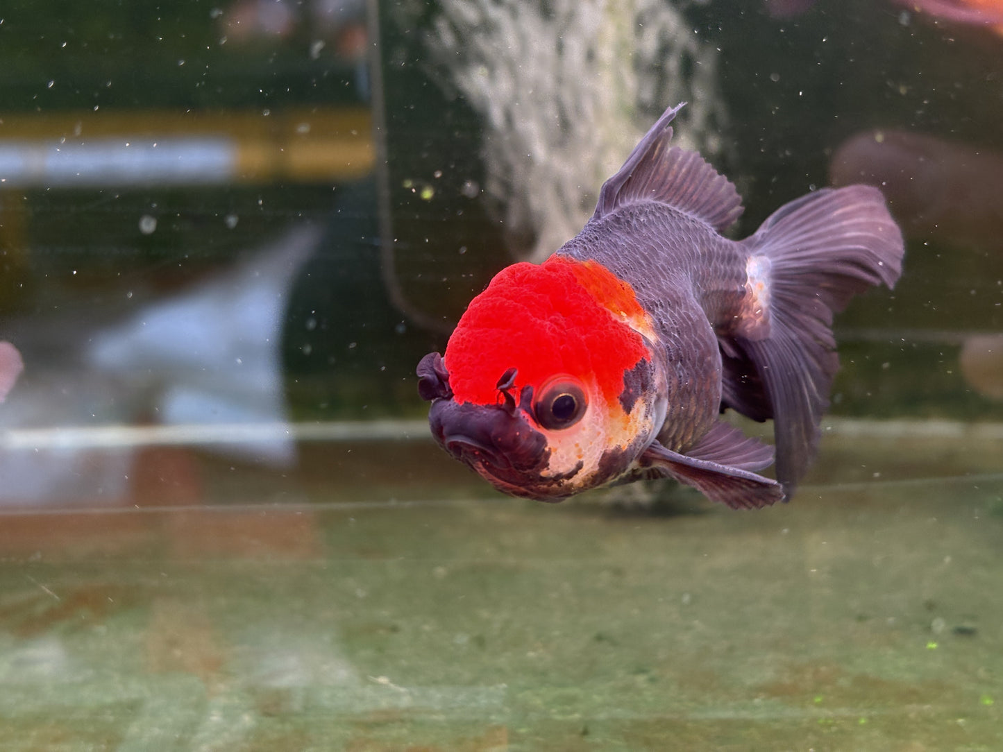 Oranda TH - LG (Mix Color)