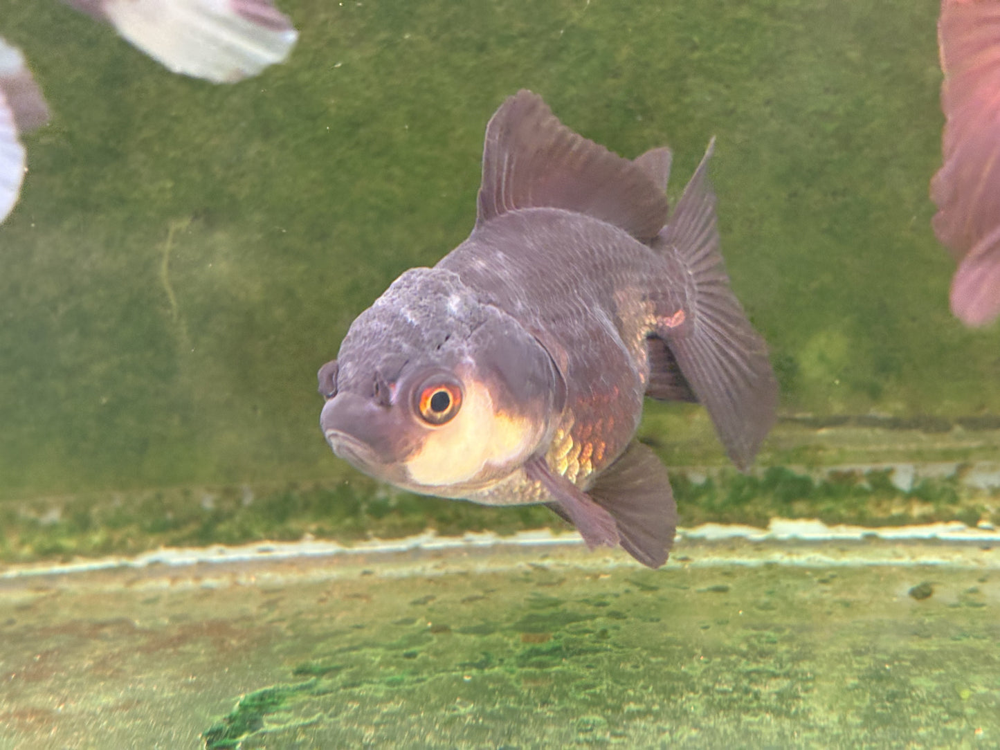 Oranda TH - LG (Mix Color)