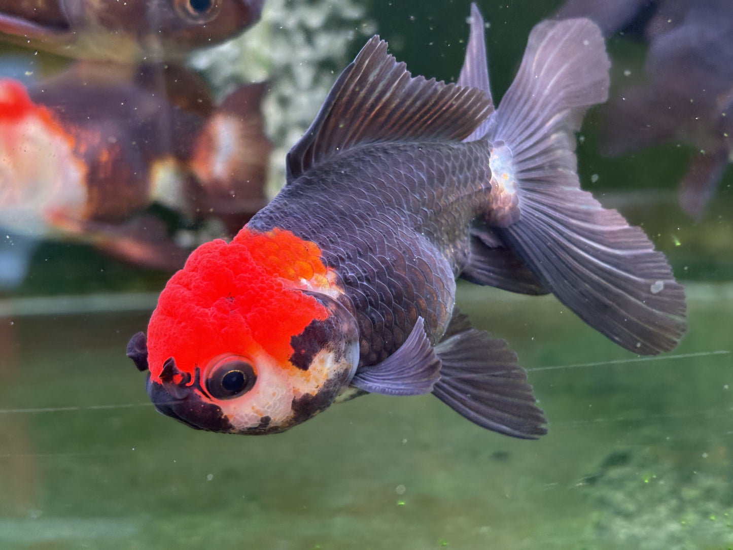 Oranda TH - LG (Mix Color)