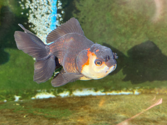 Oranda TH - XL (Mix Color)