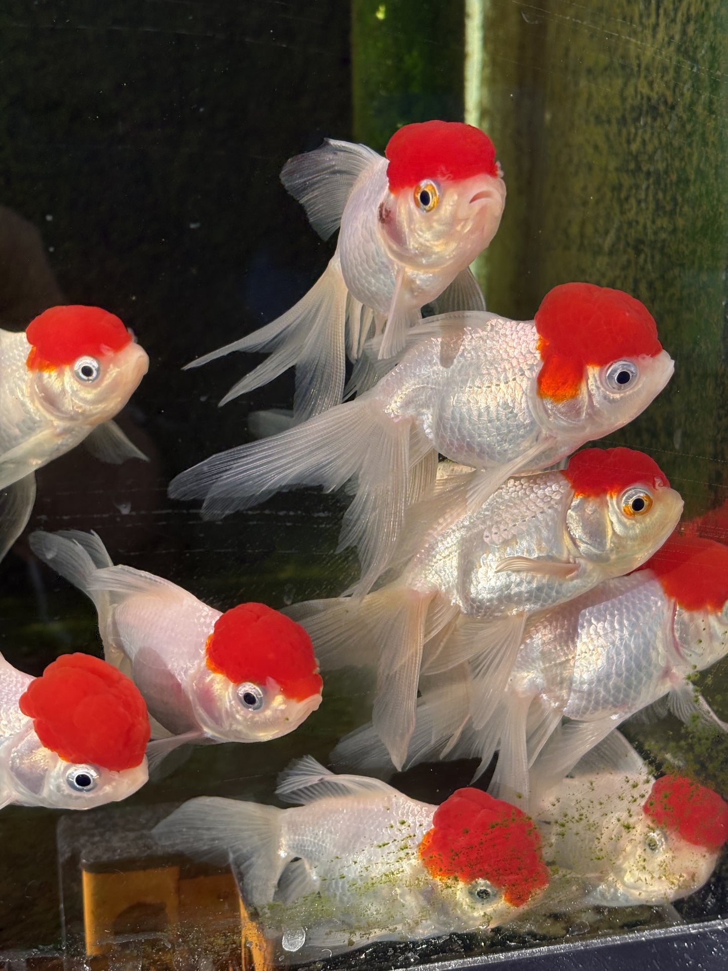 Oranda CN - Red Cap (Mix Color)